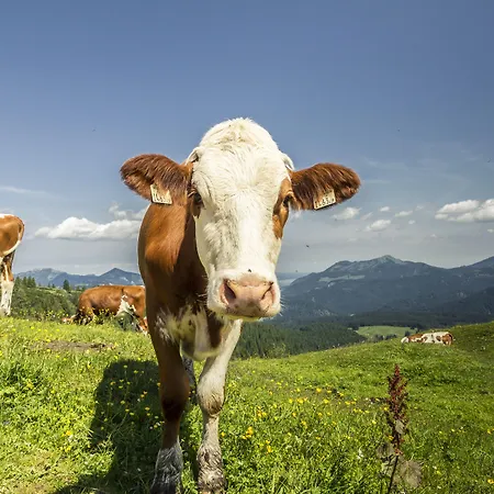 Relais & Chateaux Gut Steinbach Hotel Reit im Winkl